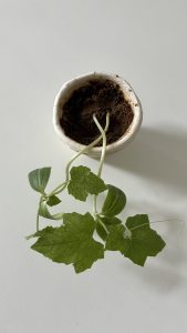 A vibrant young plant with lush green leaves sprouting from a small white pot, capturing the essence of summer growth